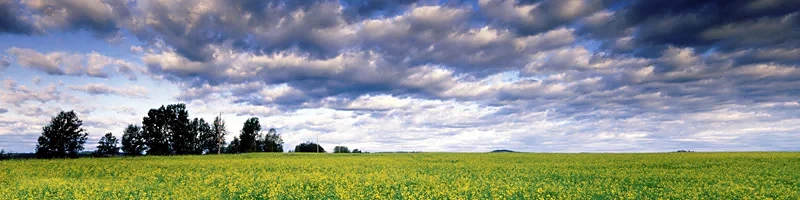 A field under a broad sky